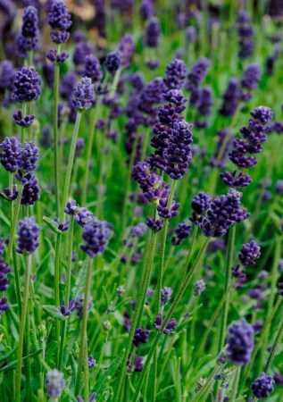 ЛАВАНДА вузьколиста Valence Dark Viole